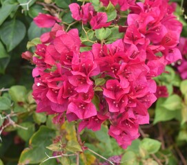 Vibrant pink bougainvillea flowers in a tropical garden