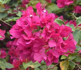 Close up of pretty pink bougainvillea flowers in bloom in a tropical garden
