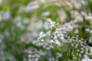 Backgrounds for various artistic contents