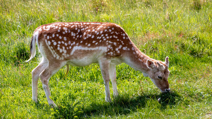 Deer eating grass in Richmond Park city park