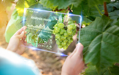 A woman measuring crop growth rate with augmented reality and AR technology using a smart device in...
