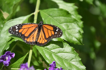 Stunning Orange Monarch Butterfly in a Garden