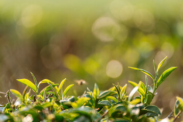 Green tea tree leaves camellia sinensis in organic farm sunlight. Fresh young tender bud herbal farm on summer morning. Sunlight Green tea tree plant. Close up Tree tea plant green nature in morning