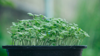 Close up fresh organic hydroponic vegetable plantation produce green salad hydroponic cultivate farm. Green oak lettuce salad in green Organic plantation Farm. Salad farm vegetable green oak lettuce