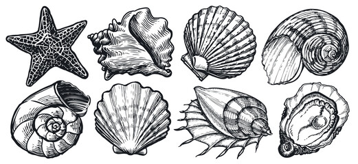 Seashell sketch. Sea animals set. Starfish, mussel, ocean shell. Marine concept. Underwater world vector illustration