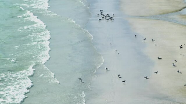 Seagulls standing on beach sand on ovean shore
