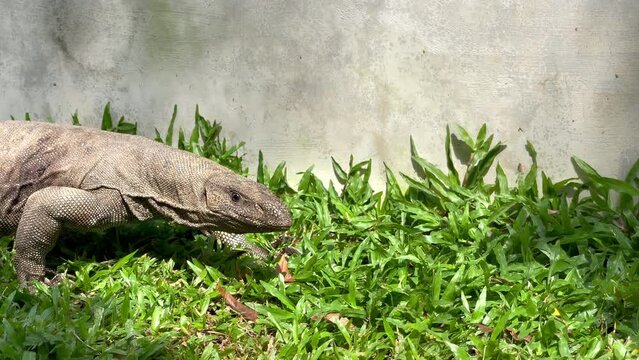 4K Benhal monitor lizard walking by the green grass near grey wall sticking out its tongue. Exotic animals, environment, fauna concept.