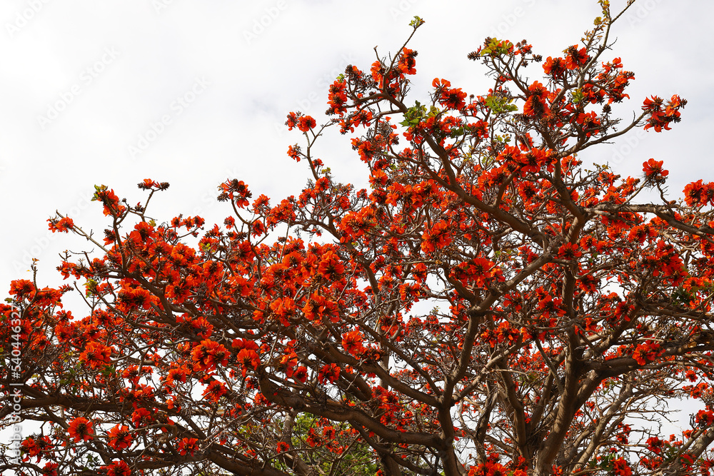 Canvas Prints a beautiful caffra tree in full bloom with large orange flowers in worcester