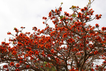 A beautiful Caffra tree in full bloom with large orange flowers in Worcester