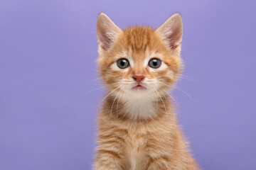 Portrait of an adorable ginger kitten looking at the camera on a lavender purple background with space for copy