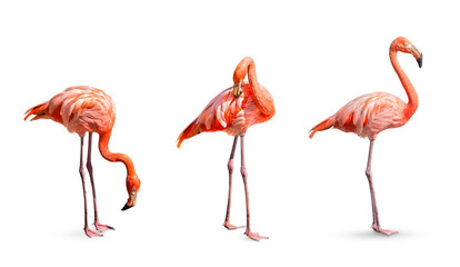 Collection, flamingo (Phoenicopterus ruber) Heart shape, neck curl and standing posture isolated on white background, this has cut paths. © Puttachat