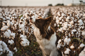 Front view young brown focused border collie dog standing on a cotton field. Healthy and cute dog alert looking curious watching, border collie waiting expectant excited outdoor