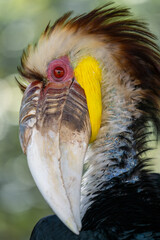 portrait for a Wreathed Hornbill 