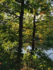 Fototapeta premium Maples by the river. Lots of yellow leaves overexposed by the sun. Wrocław, areas on the Odra River at Bartla Street.