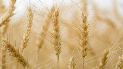 Agriculture wheat field background. Field of cereals and sends data to the cloud from the tablet....