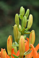 Naklejka premium Budding Orange Lily Blooming and Flowering in a Garden
