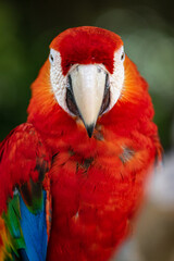 portrait for a red macaw 