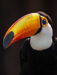 portrait for a Toco Toucan