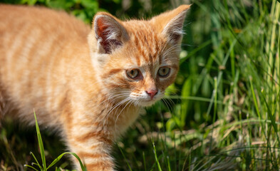 Portrait of a ginger kitten in green grass.