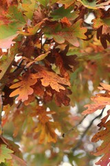 autumn leaves in the forest