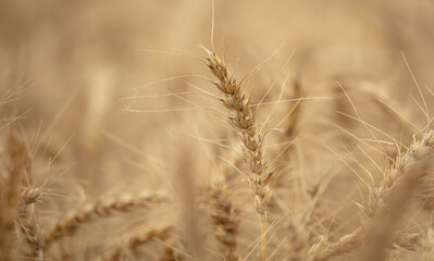 Fototapeta premium Ripe ears of wheat as a background.