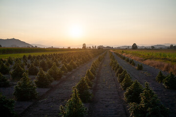 Aerial view of large cannabis medical marijuana hemp fields at sunset