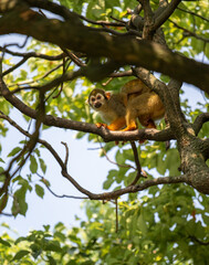 Squirrel monkey mother carrying her baby