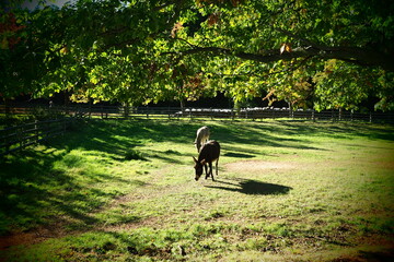 Donkey walking in the park