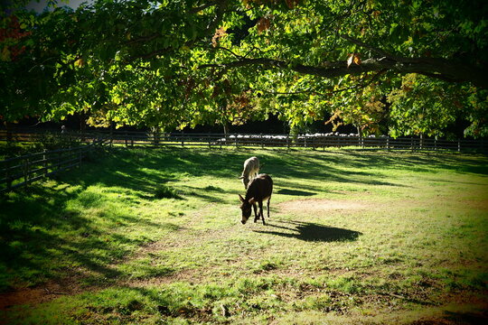 Donkey walking in the park
