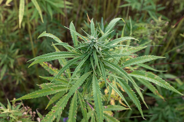 Cultivated green marijuana plant, CBD hemp bud with a flower, seeds, and leaves, close up shot.