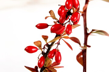 Barberry (Berberis vulgaris) branch with red ripe berries isolated on a white background