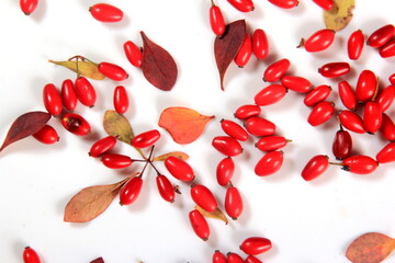 Barberry (Berberis vulgaris) branch with red ripe berries isolated on a white background