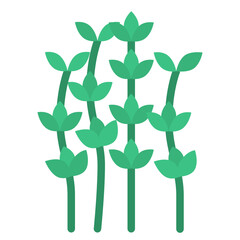 thyme herb and spice