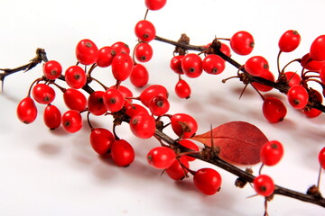 Barberry (Berberis vulgaris) branch with red ripe berries isolated on a white background
