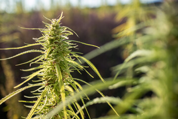 CBD hemp buds with leaves, swinging on a summer breeze at sunset on the plantation
