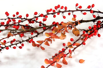 Barberry (Berberis vulgaris) branch with red ripe berries isolated on a white background - obrazy, fototapety, plakaty