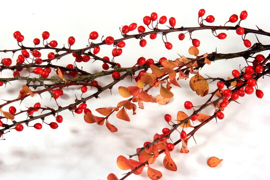 Barberry (Berberis vulgaris) branch with red ripe berries isolated on a white background