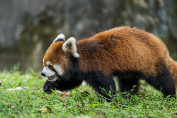 A red panda walking on grass