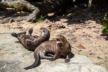Fototapeta premium the closeup image of giant otter (Pteronura brasiliensis) . A South American carnivorous mammal. It is the longest member of the Mustelidae
