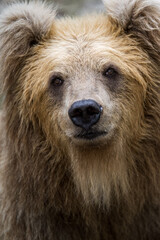 close up of brown bear face