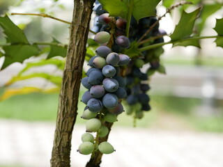 Mahonia Charity evergreen shrub in the city park on a sunny spring day. Ripe dark purple fruits of a shrub of the barberry family on a branch in a city park.