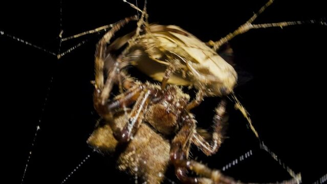 Spider catches and eat butterfly in spiderweb at night