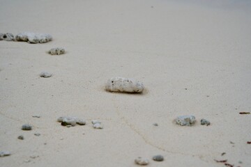 Small shells falling on the white sandy beach