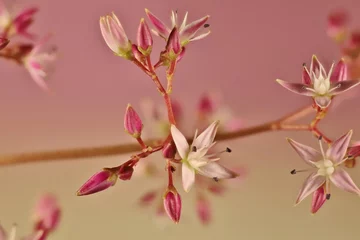 Foto op Canvas Isolated stem of Pink Jade plant (Crassula ovate) flowers © Wattlebird