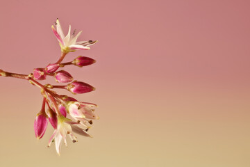 Isolated stem of Pink Jade plant (Crassula ovate) flowers