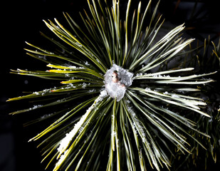 White snowflakes on pine needles on a black background.