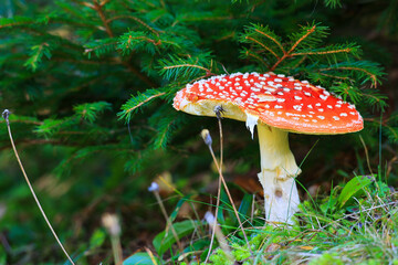 Fliegenpilze im Herbst