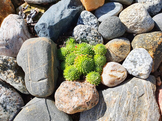 Molodilo is a succulent, a stone rose in a rockery, among beautiful stones. Sempervivum