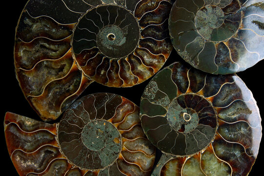 Ammonites
