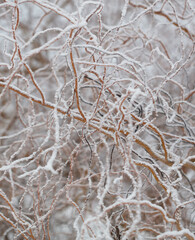 Curly willow branches in the snow.